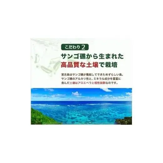 アロエベラ 苗 2株 沖縄・宮古島産｜有機JAS 観葉植物