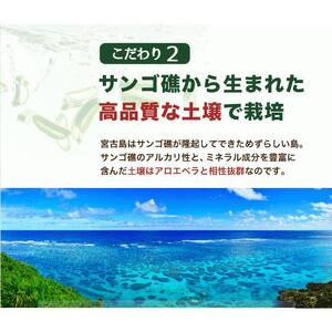 アロエベラ 苗 4株 沖縄・宮古島産｜有機JAS 観葉植物