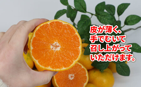 贈答用 早生みかん 宮川早生 5kg 植村農園 早生 わせ 贈答 ギフト プレゼント 果物 フルーツ 柑橘 みかん 蜜柑 産地直送 農家直送 数量限定 国産 愛媛 宇和島 B010-153008