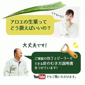 AC113　アロエベラ 食用 大きな生葉（4枚～5枚） 沖縄・宮古島産｜有機JAS