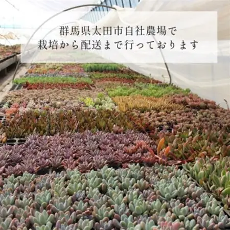 多肉植物 8種類 アエオニウムセット 多肉永遠苗　【2025年12月より順次発送】_花・観葉植物 観葉植物・苗木  _【配送不可地域：離島】【1490847】