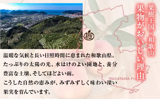 白桃 約1.5kg（5～7玉）和歌山県産 厳選 化粧箱入り ｜ 白鳳・清水白桃・川中島・もも・はくとう【化粧箱入り】