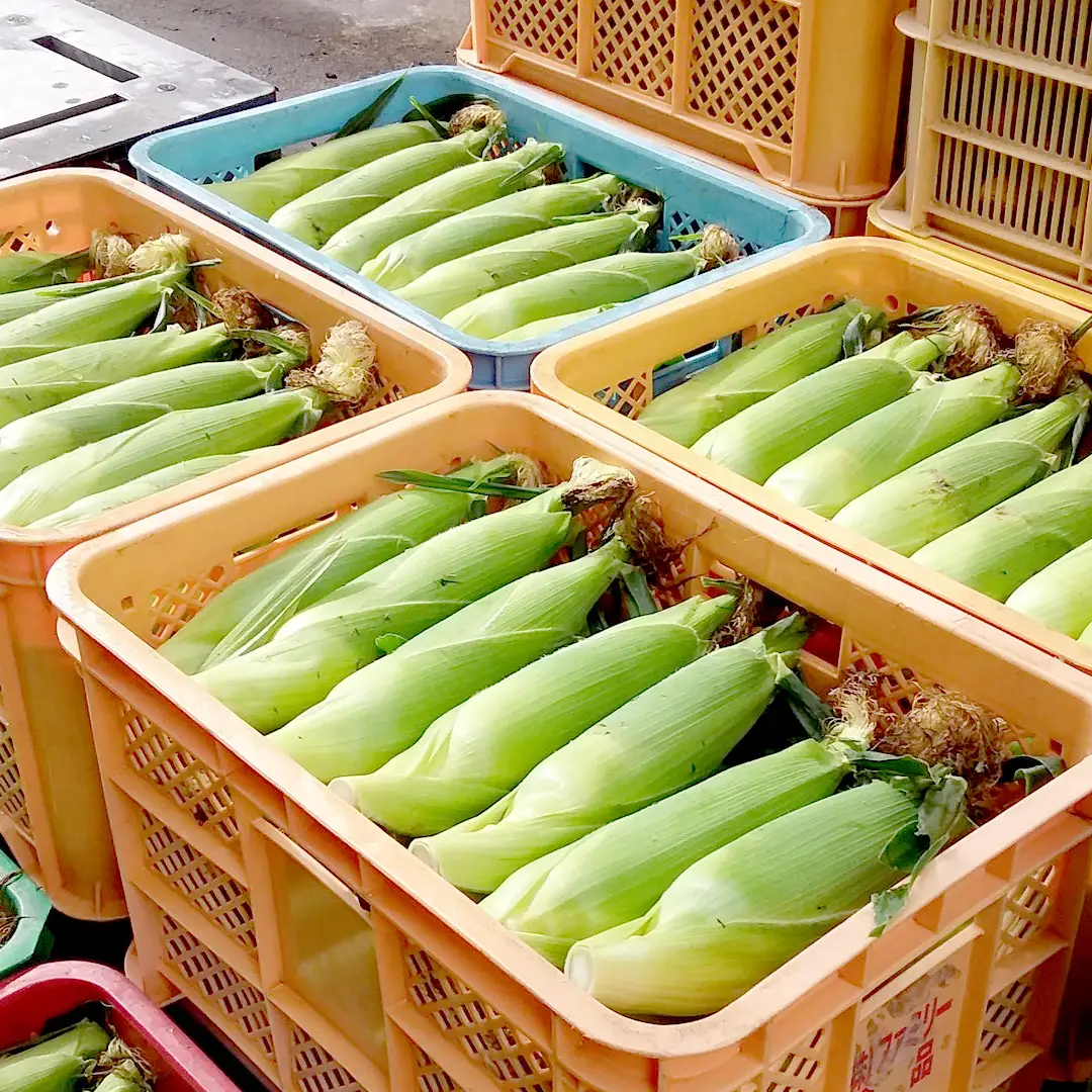 【ふるなびWEEK対象】【8月上旬発送開始】 甘～いトウモロコシ 恵味 5kg 約10～12本 [AL005tu]