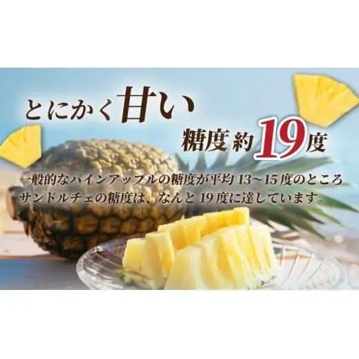 【先行予約】サンドルチェ大玉2～3個 計2.4kg 
