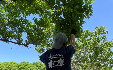 梅 3.5kg （痛み保証分 500g） 訳あり 青梅 5月末