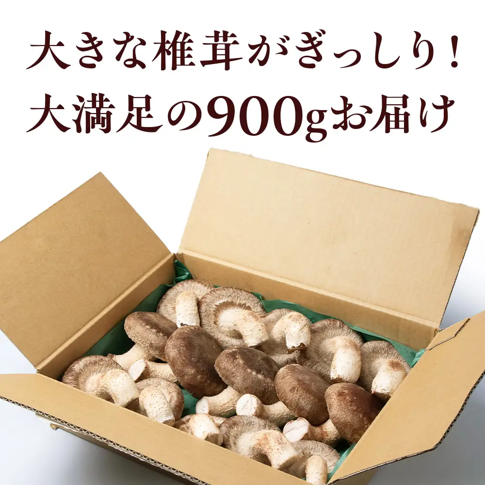 菌床 生しいたけ 900g 大きい 肉厚 シイタケ 椎茸 生椎茸 生シイタケ 千歳 北海道 《 あしだファーム 》