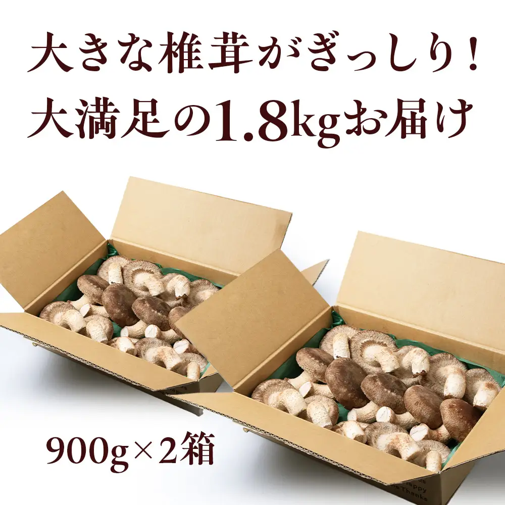 菌床 生しいたけ 900g×2 大きい 肉厚 シイタケ 椎茸 生椎茸 生シイタケ 千歳 北海道 《 あしだファーム 》