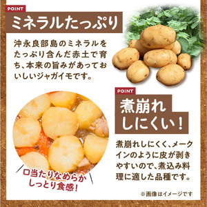 【 2026年 先行予約 】 沖永良部 の赤土で育った 新ジャガイモ 10kg （ シンシア ） 2～4月 お届け C054-002-02 野菜 じゃがいも 芋