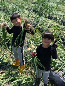 【2026年発送分・先行予約】【訳あり】農家さん直送　低農薬玉ねぎ　約4kg　S～2L混合【2026年4月中旬～7月中旬発送予定】【A264-frks157】