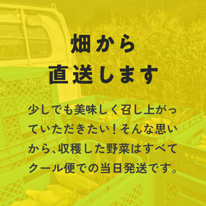 甘味究極！ 糖モロ濃シ 大サイズ 3kg(6～7本)【とうもろこし】朝どれ直送 スイートコーン 産地直送 【配送不可地域：離島】 鳥取県日南町 星の農園