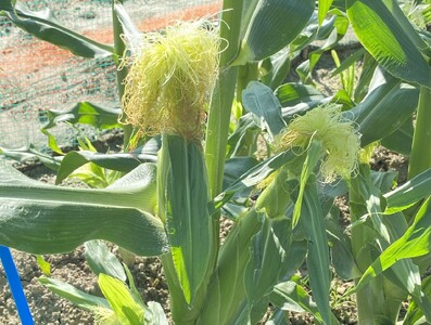 【期間限定】≪数量限定≫ 戸田さんの朝採れ　スイートコーン