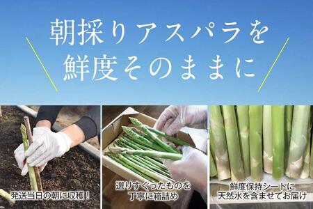 【朝採り直送】夏芽アスパラガス 1kg（2L-Lサイズ）福岡県産 2026年