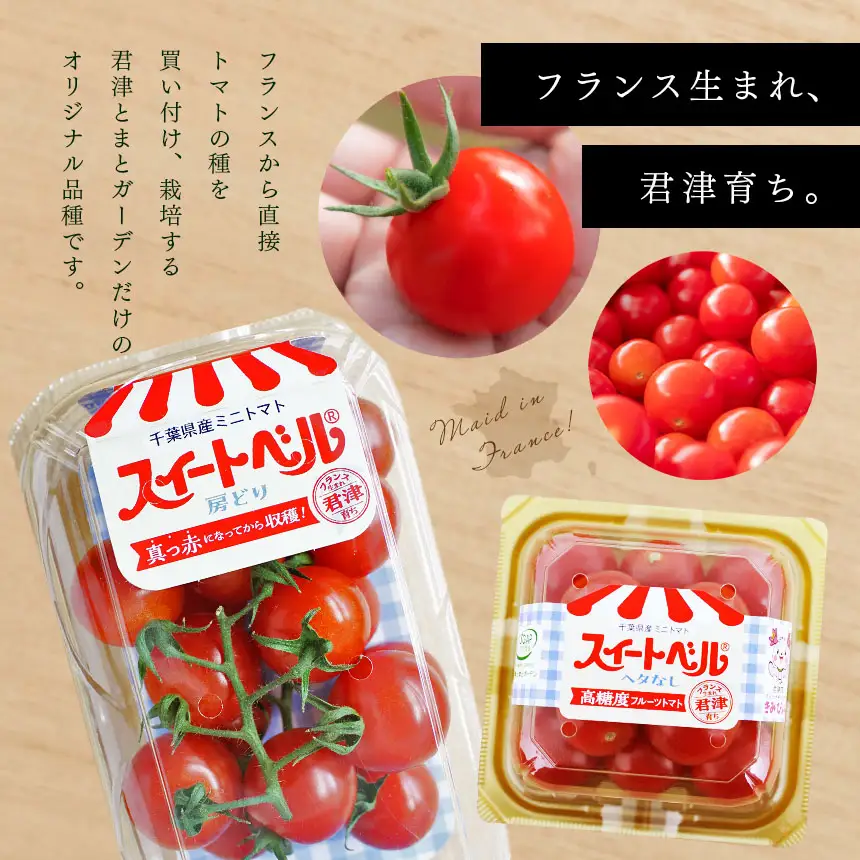 【6月発送】 高糖度 ミニトマト スイートベル （ 房どり ） 180g × 10P | 野菜 トマト ミニトマト プチトマト トマト 高糖度 トマト とまと 小分け 千葉 君津 きみつ