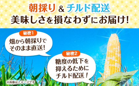 朝採りとうもろこし 河合農園のスイートコーン 12本 特大サイズ(1本380g以上) 河合農園《2026年8月上旬-9月中旬頃出荷》特大 北海道とうもろこし　とうもろこし　とうもろこし　とうもろこし 北海道 朝採れ 真空予冷 冷蔵 高糖度 夏野菜