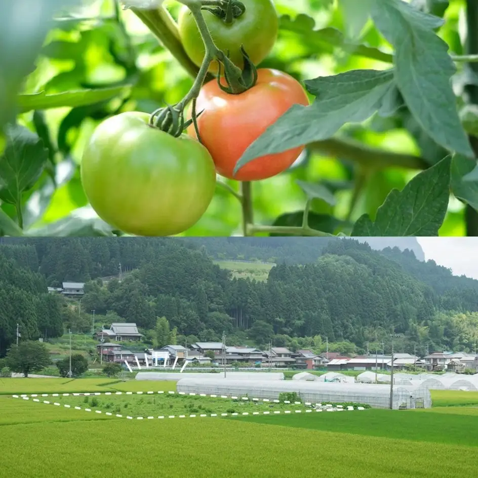 【極濃搾り】曽爾高原特産トマトの無添加100％トマトジュース（小）1ダース