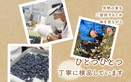 《2026年7月以降順次発送》ブルーベリー果実1kg（品種おまかせ）　ブルーベリー フルーツ【東和ブルーベリー研究農園】