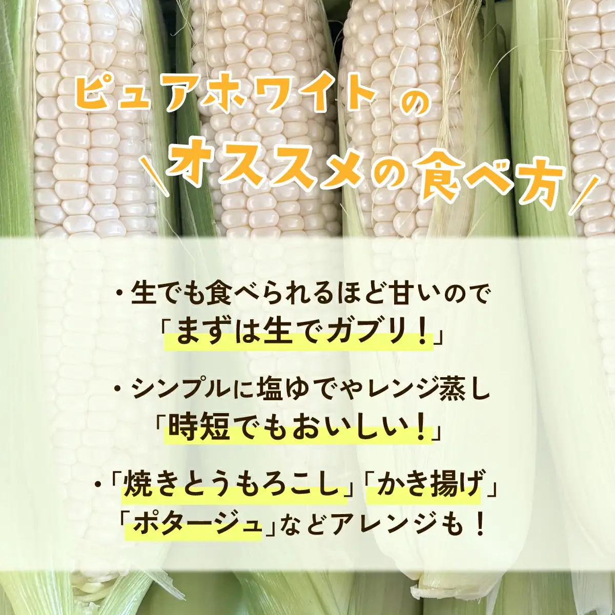 とうもろこし 訳あり ピュアホワイト 6kg 先行予約 トウモロコシ