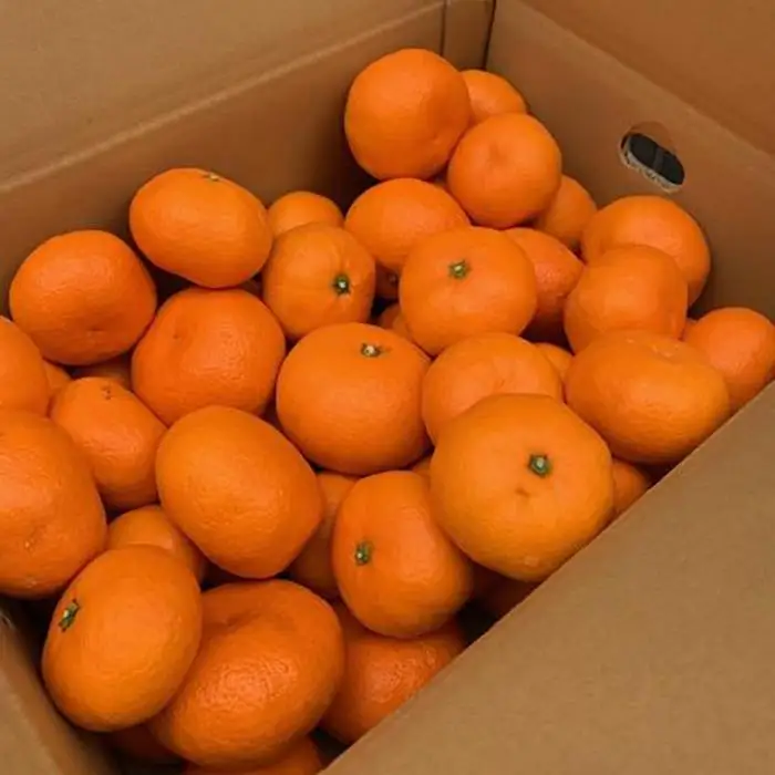 越冬本貯蔵 丹生系みかん（にゅうけい） 約5kg  秀品 2L～3L ［高糖系］［マルシ農園］