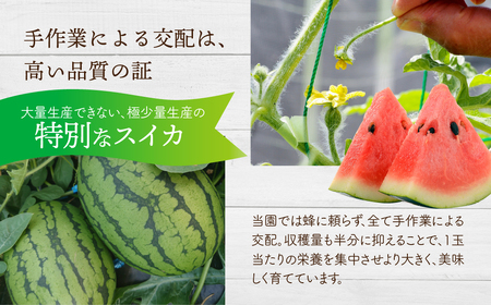 姫まくら　2玉