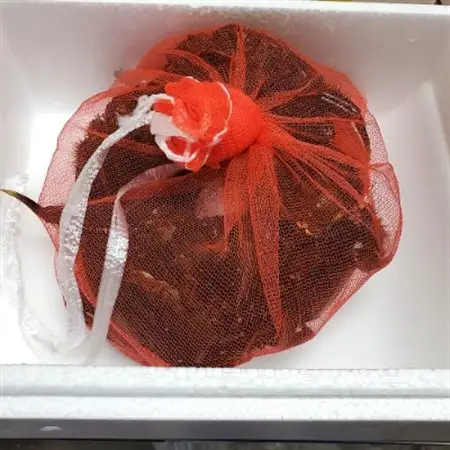 天然　活モクズガニ　約1kg　兵庫県新温泉町　【配送不可地域：離島・北海道・沖縄県・東北・九州】【1243508】