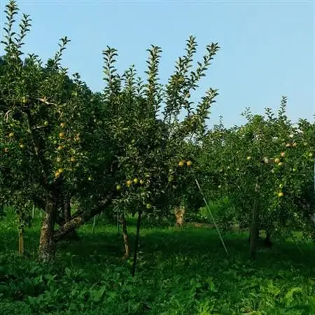 信州りんご サンふじ(1段)4.8kg～5kg 優品【1508409】