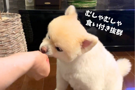 6-73 南アルプスの天然猪肉ジャーキーセット ワンちゃんの贅沢おやつ ALPDW005