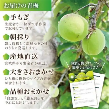 【宮城県産】ご家庭用青梅(訳あり生梅)5kg 梅酒・梅シロップ用 栽培期間中農薬不使用|太良衛門_果物・フルーツ   くだもの_【配送不可地域：離島・北海道・沖縄県・信越、北陸・東海・近畿・中国・四国・九州】【1497446】