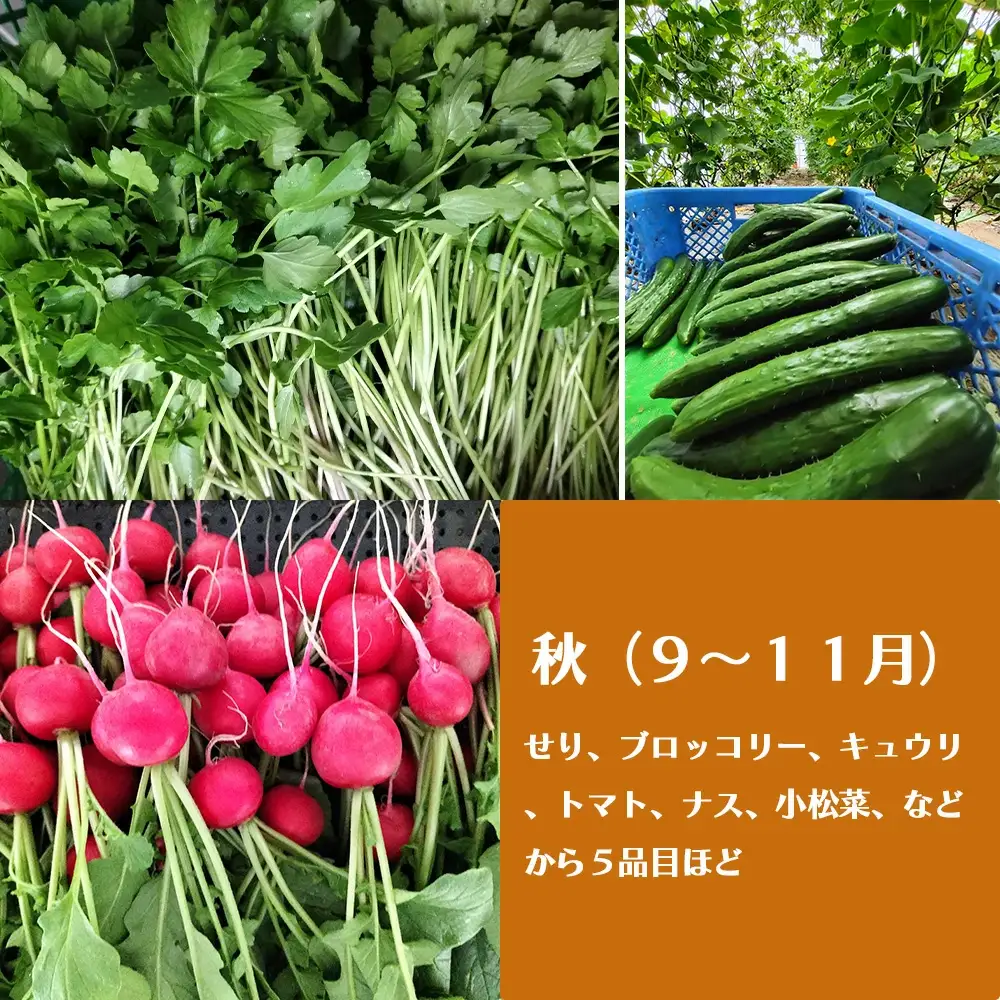 四季折々の野菜・山菜セット（5品目ほど）　45P3203