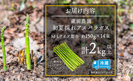 北海道 アスパラガス 約150g×14束 計2kg 以上 M-L混合 初夏採れ グリーン アスパラガス 野菜 緑 アスパラ 新鮮 旬 初夏 国産 甘い 小分け お取り寄せ 産地直送 蔵前農園 送料無料 