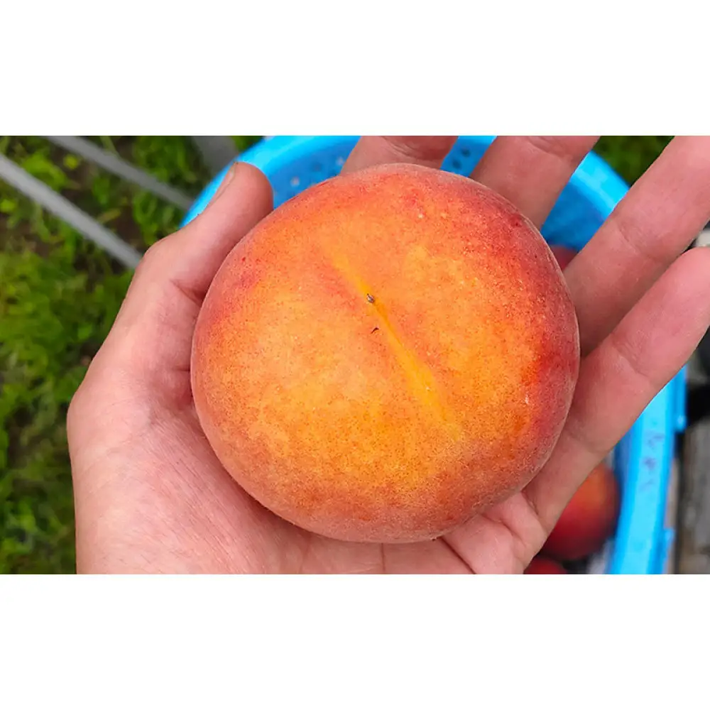 長野市産早生ワッサー約3kg(8~10個) | 桃 フルーツ 果物 桃