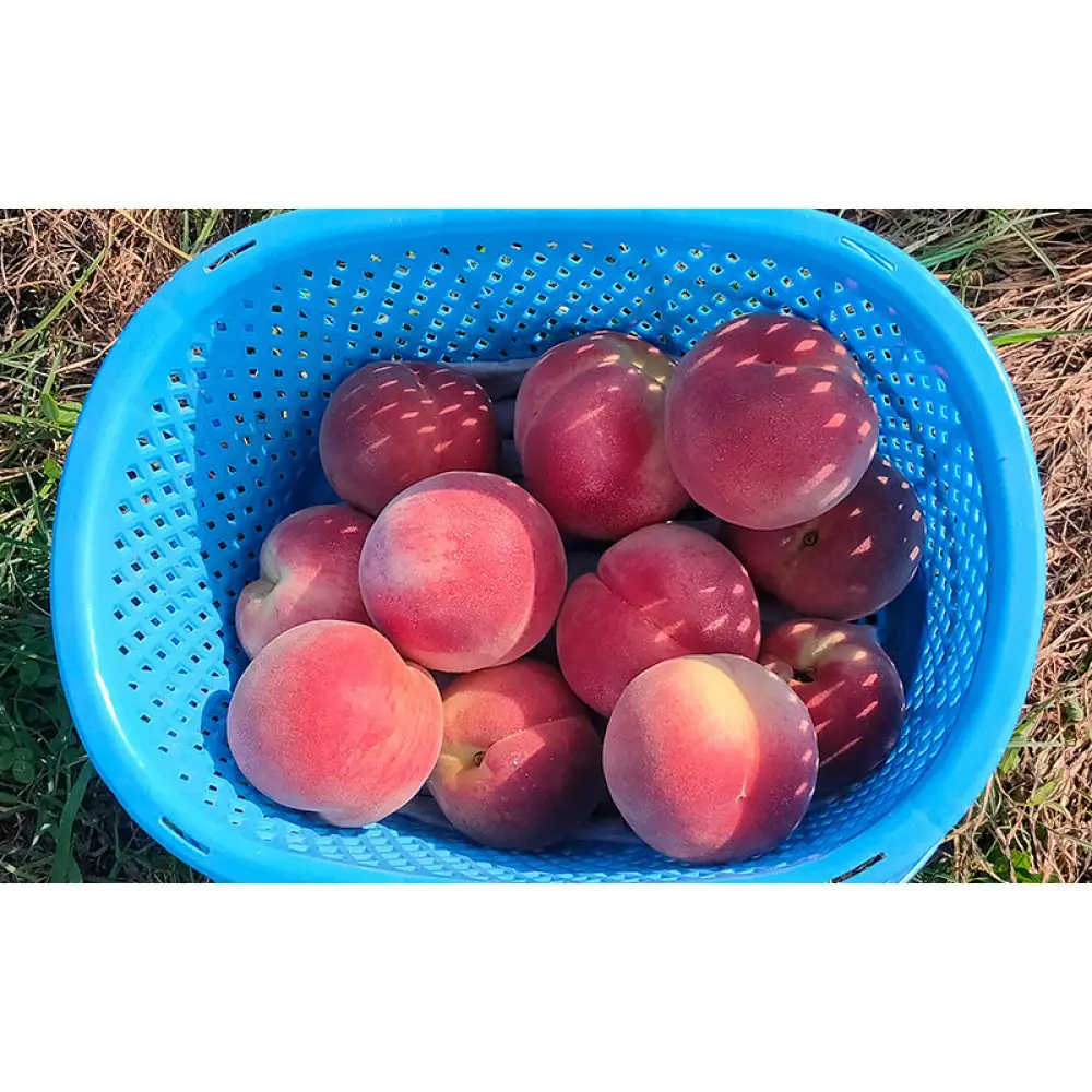 長野市産桃「なつっこ」約3kg(8~10個） | 桃