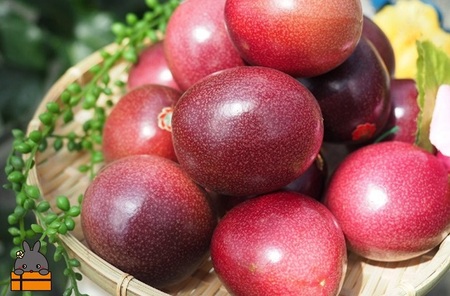 《2026年6月～7月配送！》太陽が育てた徳之島産パッションフルーツ（1kg）  ( 果物 パッション フルーツ 酸味 甘み プチプチ 徳之島 奄美 鹿児島 美味しい 旬 南の島 世界自然遺産 果樹 島 )