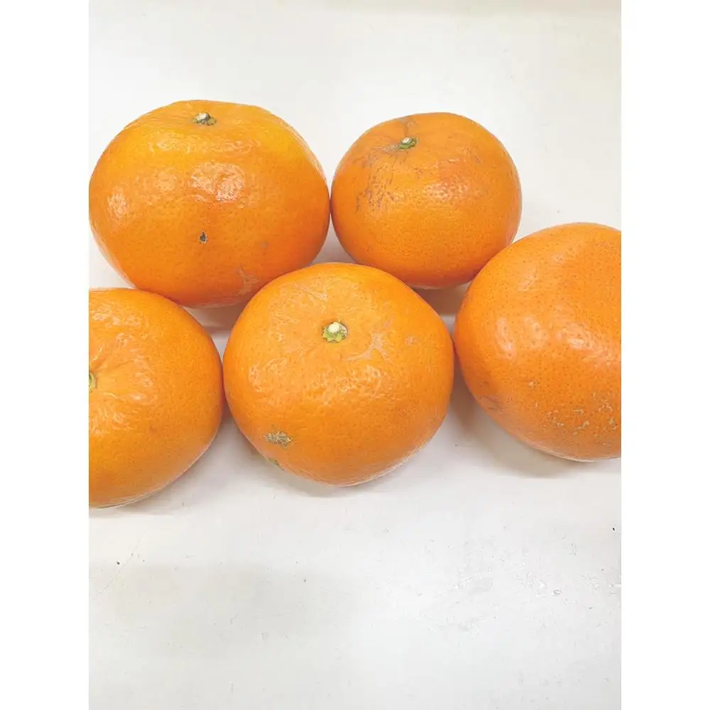 麗紅柑（れいこう）青秀品（家庭用）2S～3Lサイズ 3kg