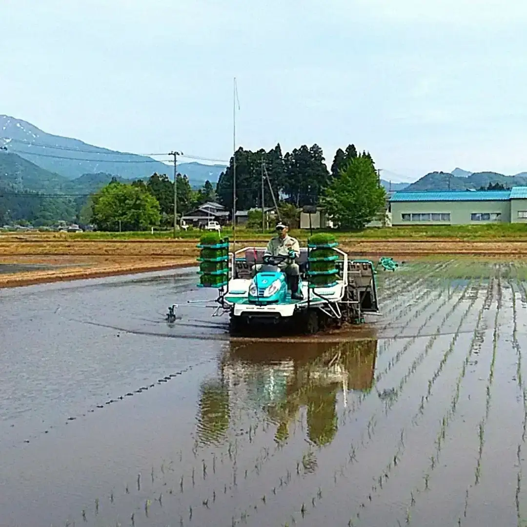 コシヒカリ定期便10kg(5kg×2袋)×3回 新潟県 三条市 下田産 こしひかり 10kg 精米 白米 