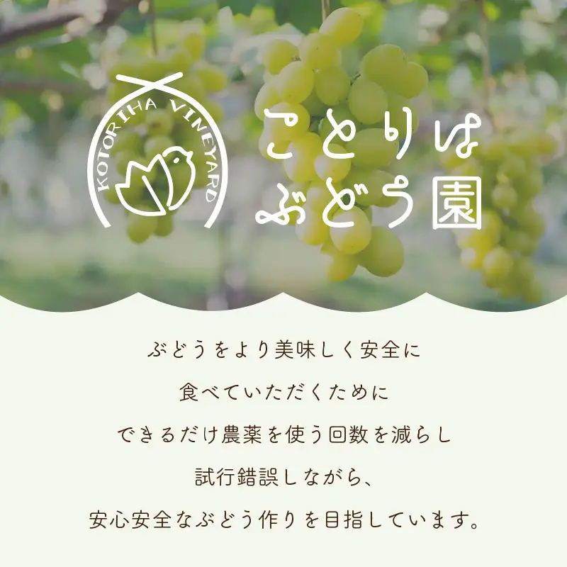 泉州ぶどう 太陽の甘みたっぷりサニードルチェ【065D-018】