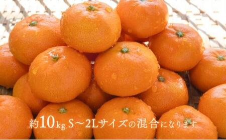 【2026年12月下旬より順次発送】至福の青島みかん 約10kg 望月自然農園 静岡県貯蔵ミカン品評会優秀賞 フルーツ 柑橘 オレンジ みかん◆