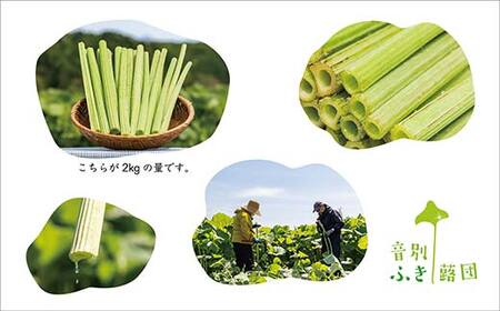 音蕗(おんぶき) 2kg 【6月上旬発送予定】 無農薬 蕗 フキ ふき 煮しめ 和食 おかず ご飯のお供 音別産生蕗 北海道産 北海道