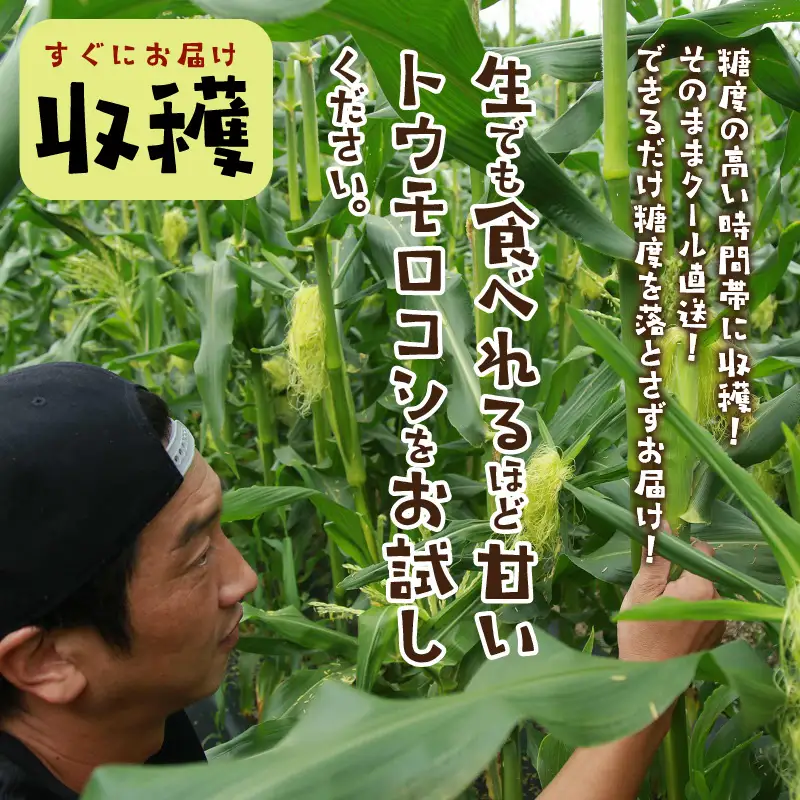 【先行予約】とうもろこし イエローコーン 10本 トウモロコシ