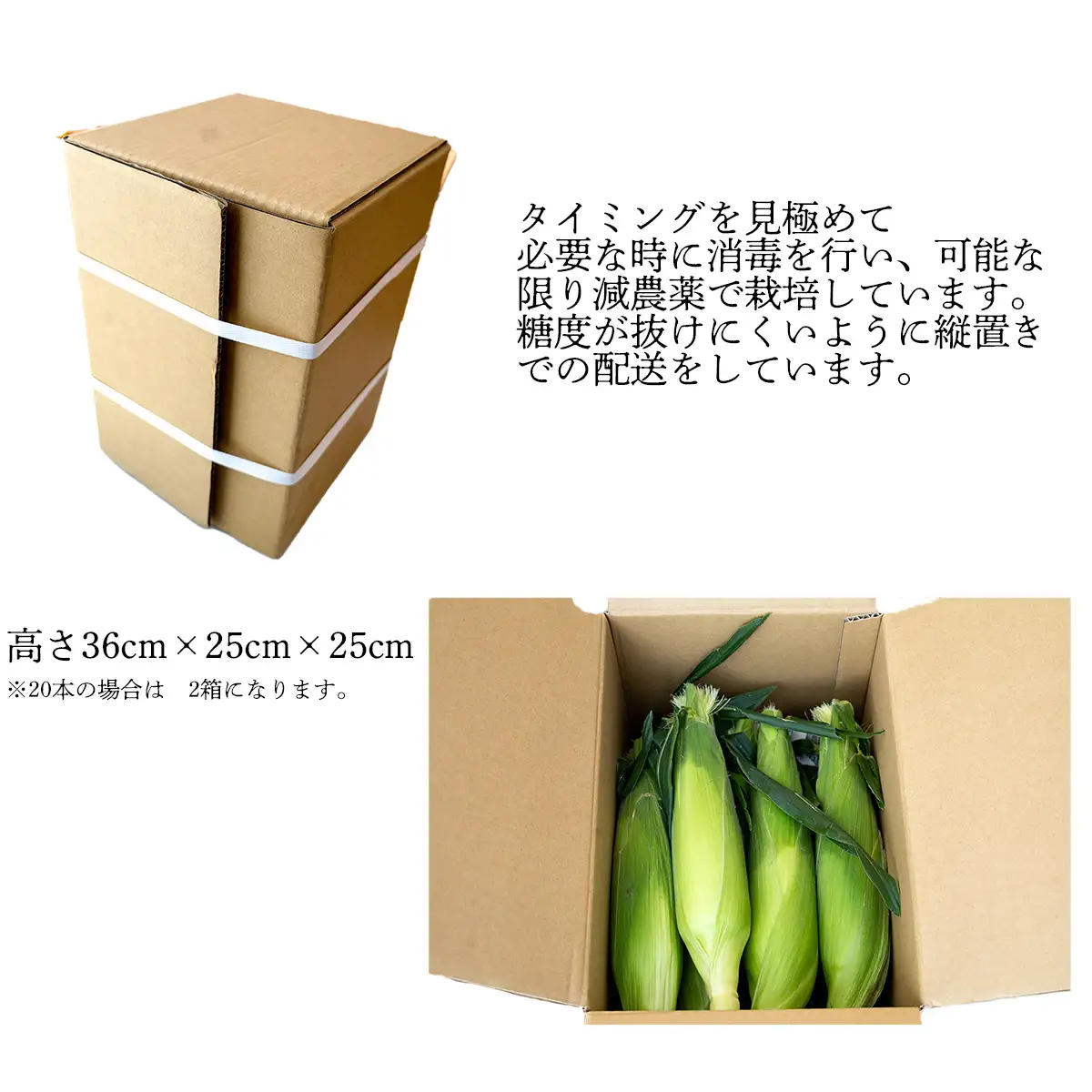 とうもろこし ドルチェドリーム20本
