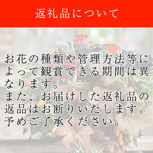 東北最大級のガーデニング専門店 厳選 『季節の寄せ植え』 4種類 ～ 6種類 【花工房らら倶楽部】 花 生花 フラワー 植物 観葉植物 寄せ植え 季節 鉢植え 鉢 ポット ガーデニング 庭 玄関 ベランダ 国産 産地直送 期間限定 人気 おすすめ 予約 早期予約 先行予約 [V-003-B]