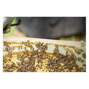 【特別仕様】はちみつ 井之上養蜂場 桃源郷百花蜂蜜 三朝町産 600g × 1本