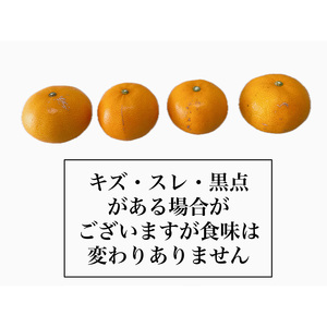 【全3回】  旬のフルーツ まつやま農林水産物ブランド 定期便 シャインマスカット 紅まどんな マドンナ せとか 愛媛 松山【FA0743】