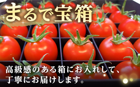 厳選!高糖度 あま壱岐 トマト 約600~700g 《壱岐市》【壱岐の潮風】 トマト 野菜 完熟 高糖度 ギフト プレゼント 贈り物 産地直送 常温配送 19000 19000円 [JAE010]