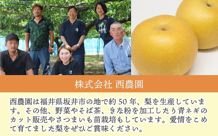 【先行予約】【幸水梨】3kg前後 (5~8個) たっぷりの果汁を含んだジューシーな梨！【2026年8月中旬以降順次発送予定】【梨 なし 和梨 先行予約 フルーツ 甘い みずみずしい 果実 果物 新鮮 お土産 贈り物 旬の果物】 [A-15007]
