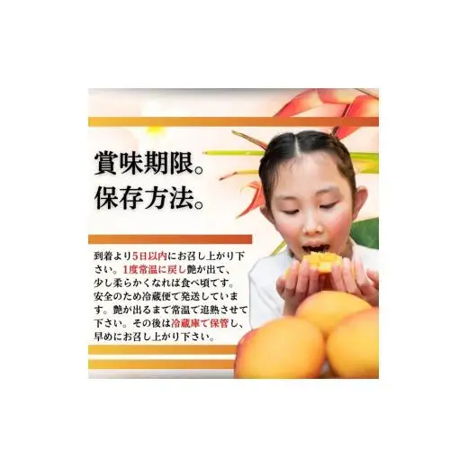 ＜予約受付＞完熟アップルマンゴー 7~12個 約5kg 