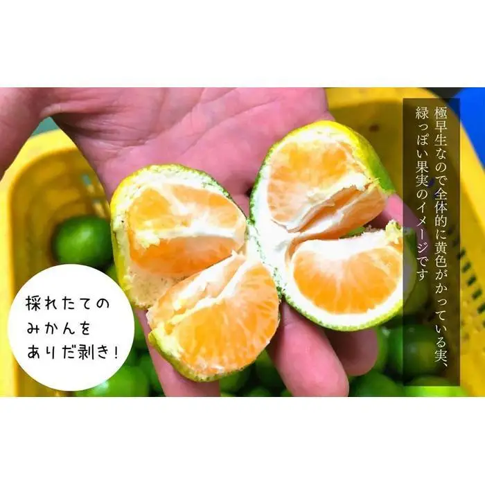 小玉みかん 極早生 箱込 10kg (内容量約 9.2kg)3S～Sサイズ混合 秀品 優品 混合 有田みかん 和歌山県産 【みかんの会】［2026年10月上旬頃より順次発送予定］