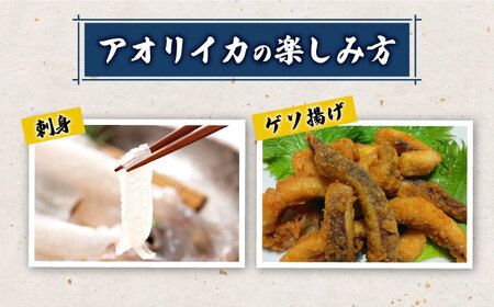 対馬産 アオリイカ 1kg 海鮮 魚介 いか イカ 刺身  [WAA029] アオリイカ烏賊