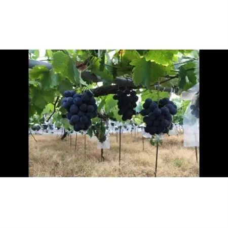 紀州有田産ブラックオリンピア(ハチミツぶどう)　約2kg【配送不可地域：離島・北海道・沖縄県】【1511662】