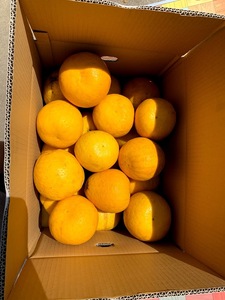 みかん ジューシーオレンジ 河内晩柑 約10kg 20玉前後【吉良果樹園】【5月上旬から8月下旬発送予定】宇城市産みかん 国産みかん 熊本みかん みかん１０ｋｇ