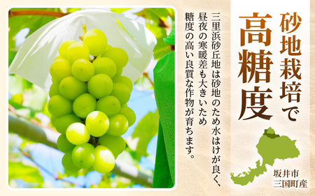 【先行予約】坂井市三里浜砂丘地産 シャインマスカット 2房（約1kg） 【2026年8月中旬以降順次発送予定】 【マスカット ブドウ ぶどう 葡萄 果物 くだもの フルーツ 果実 新鮮 国産】 [A-19003]